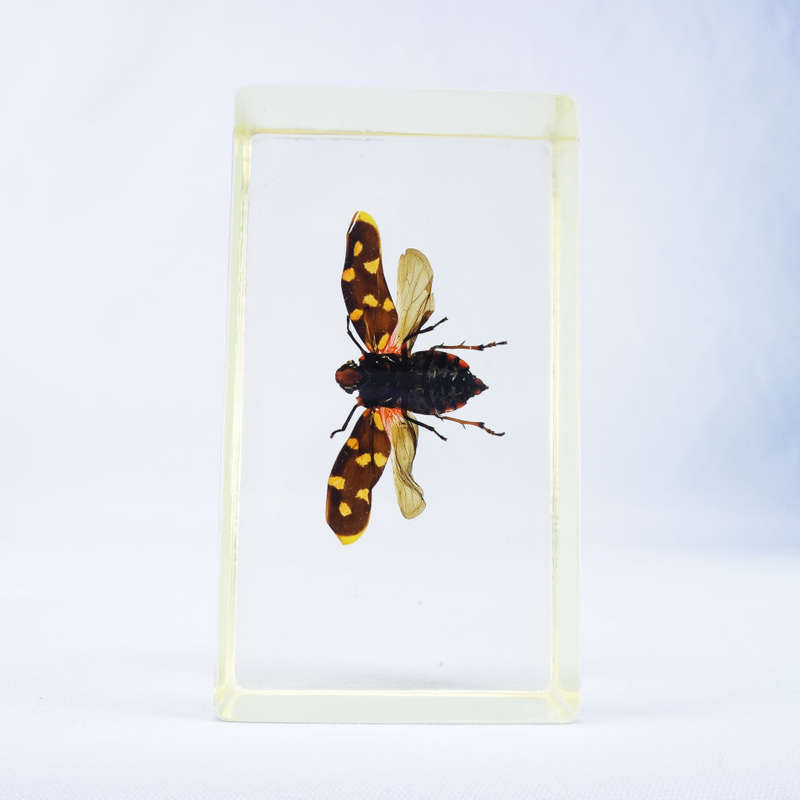 Indonesian Giant Froghopper In Lucite Paperweight!!! 90mm