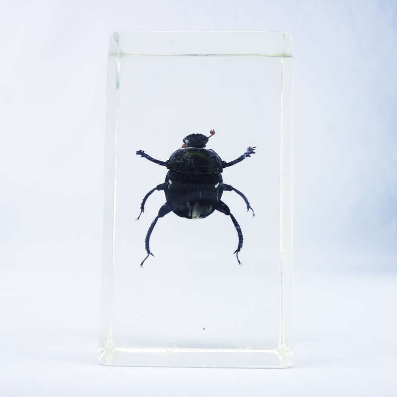 Dung Beetle In Lucite Paperweight!!! 90mm