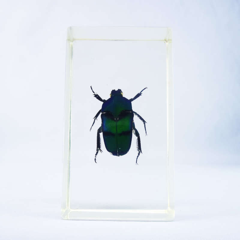 New Guinea Flower Chafer in Lucite Paperweight!!! 90mm