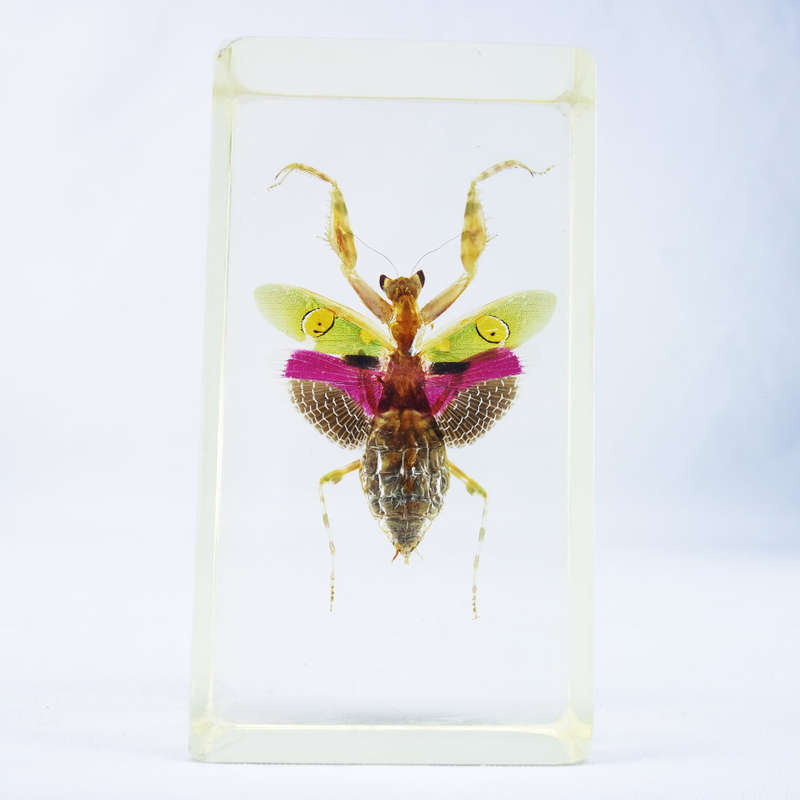 Vietnamese Flower Mantis in Lucite Paperweight!!! 90mm