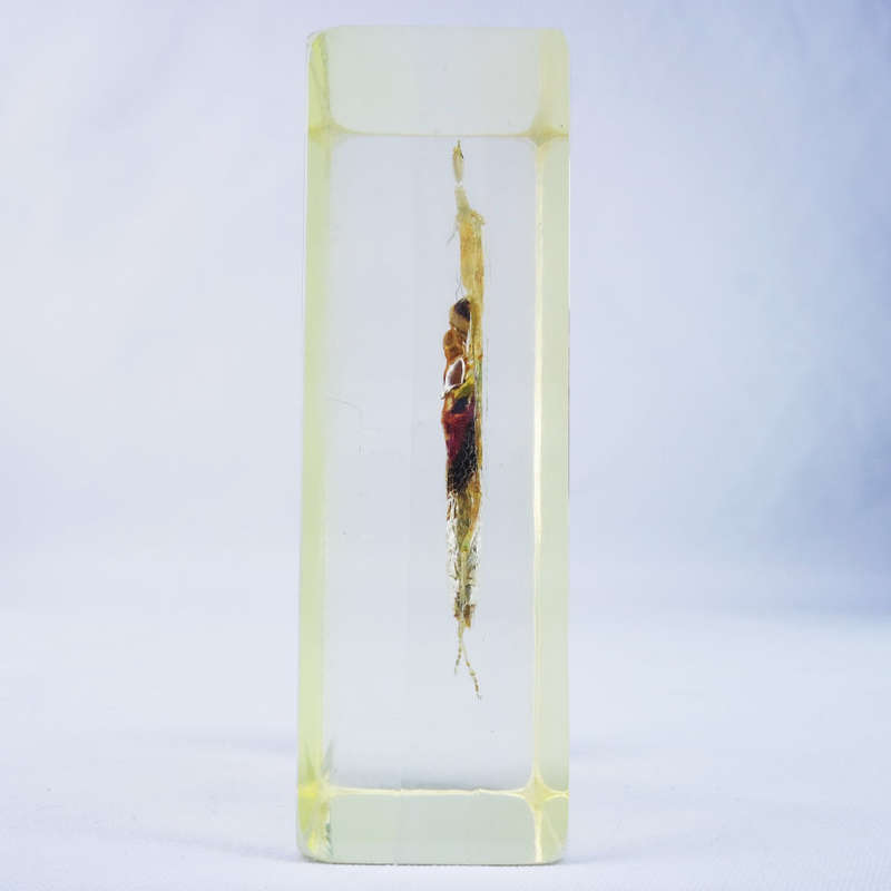 Vietnamese Flower Mantis in Lucite Paperweight!!! 90mm