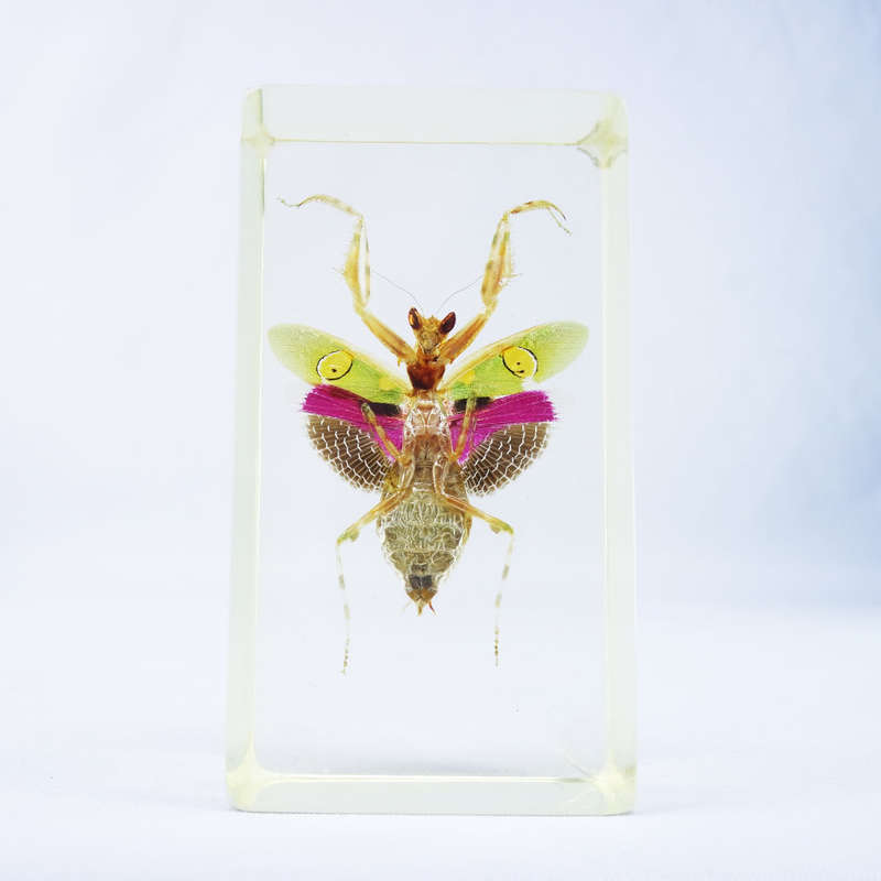 Vietnamese Flower Mantis in Lucite Paperweight!!! 90mm