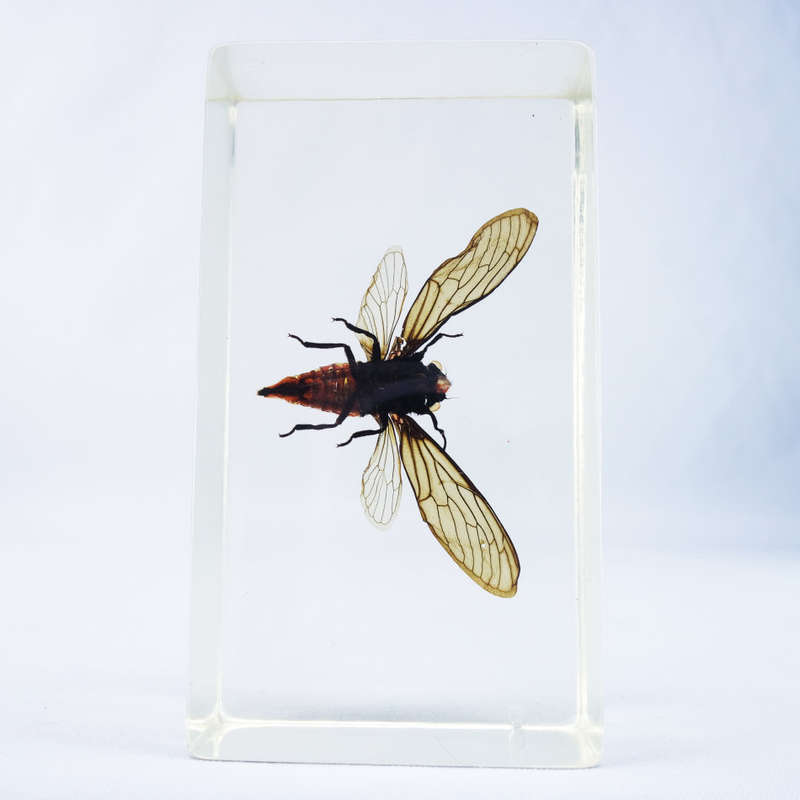 Taiwanese Beautiful Cicada in Lucite Paperweight!!! 90mm