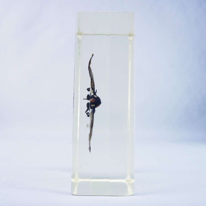 Taiwanese Beautiful Cicada in Lucite Paperweight!!! 90mm