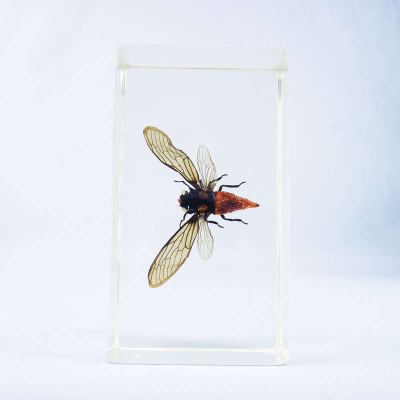 Taiwanese Beautiful Cicada in Lucite Paperweight!!! 90mm