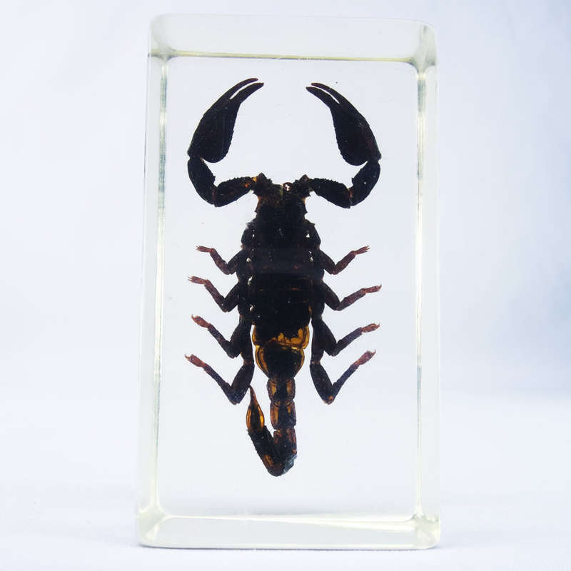 Asian Forest Scorpion in Lucite Paperweight!!! 90mm