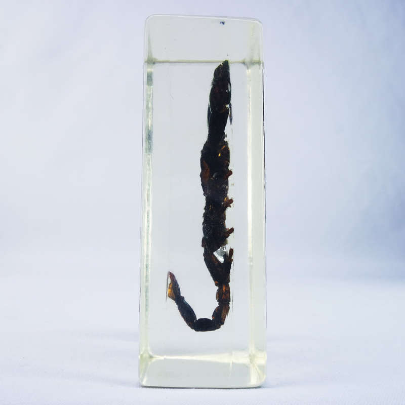 Asian Forest Scorpion in Lucite Paperweight!!! 90mm
