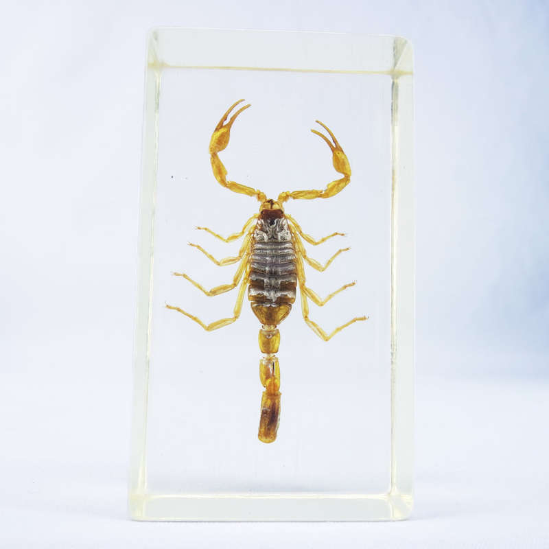 Chinese Manchurian Scorpion in Lucite Paperweight!!! 90mm