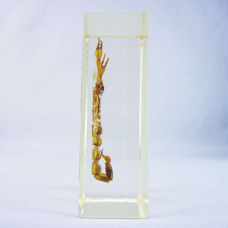 Chinese Manchurian Scorpion in Lucite Paperweight!!! 90mm