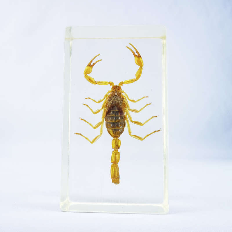 Chinese Manchurian Scorpion in Lucite Paperweight!!! 90mm