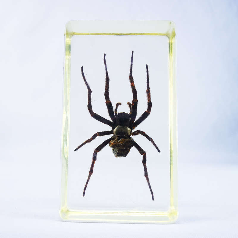 American Devil Spider in Lucite Paperweight!!! 90mm