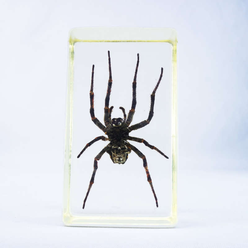 American Devil Spider in Lucite Paperweight!!! 90mm