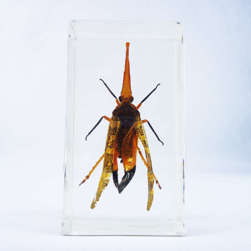 Chinese Lantern Bug in Lucite Paperweight!!! 90mm