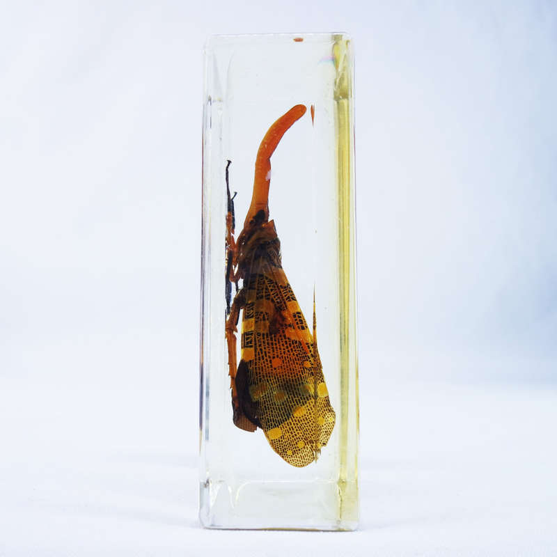 Chinese Lantern Bug in Lucite Paperweight!!! 90mm