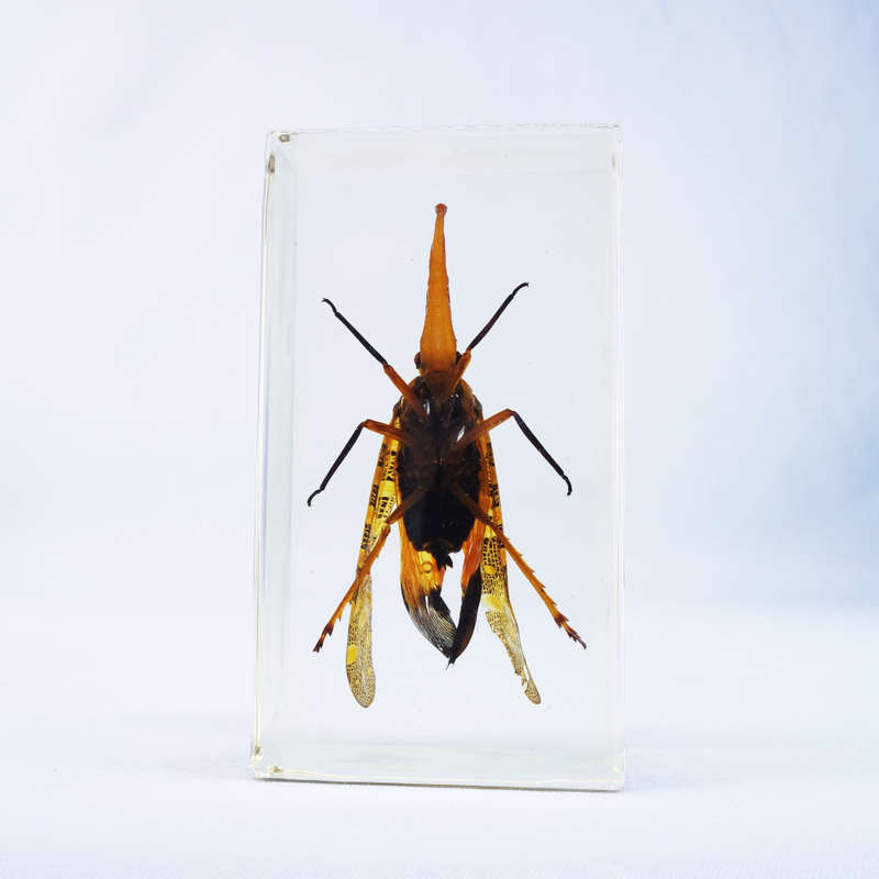 Chinese Lantern Bug in Lucite Paperweight!!! 90mm