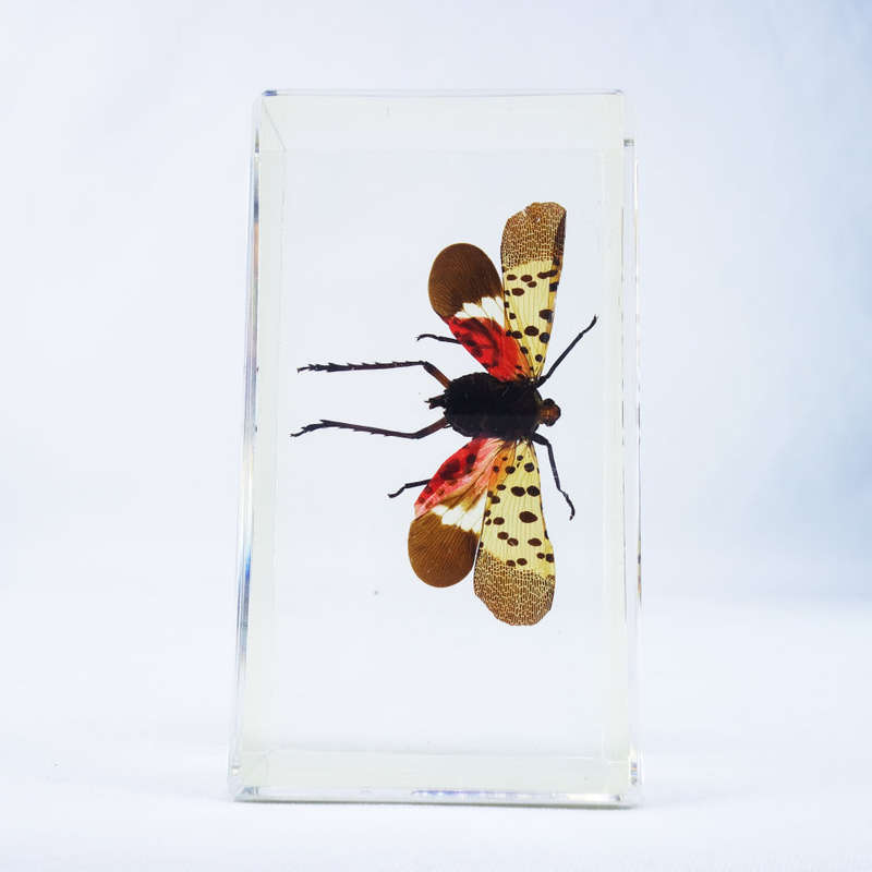 Indian Exotic Planthopper in Lucite Paperweight!!! 90mm