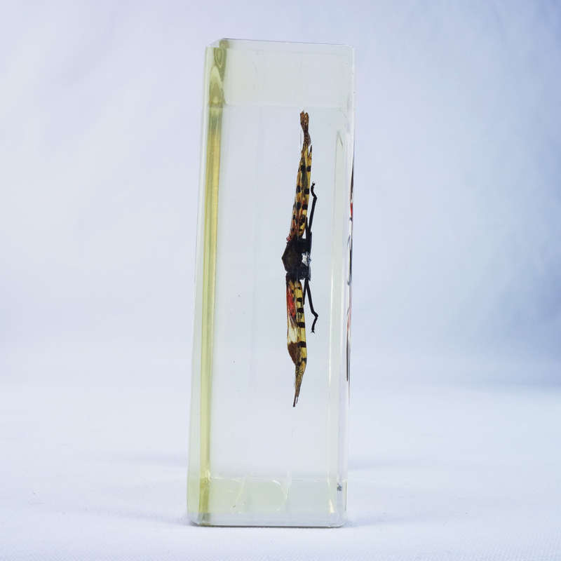 Indian Exotic Planthopper in Lucite Paperweight!!! 90mm