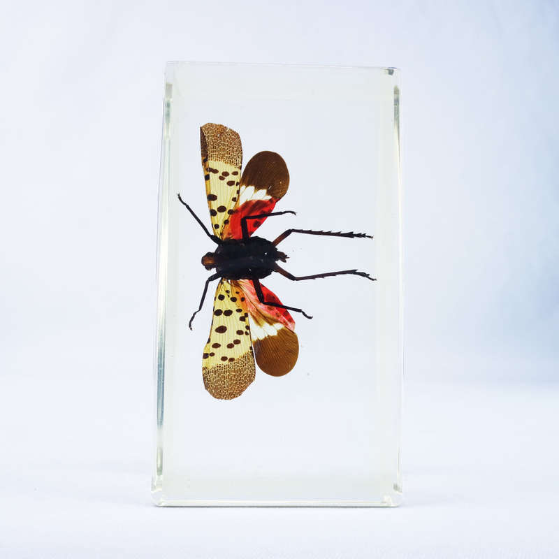 Indian Exotic Planthopper in Lucite Paperweight!!! 90mm