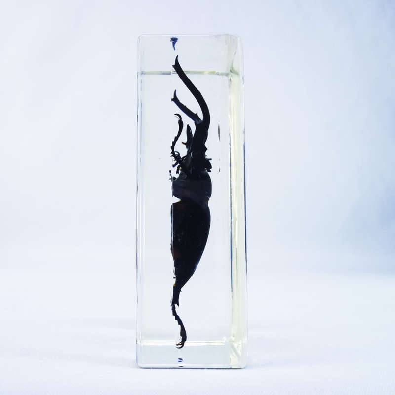 Malaysian Coastal Great Stag Beetle in Lucite Paperweight!!! 90mm