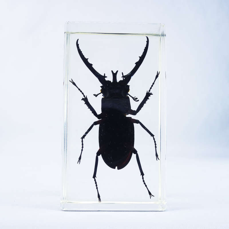 Malaysian Coastal Great Stag Beetle in Lucite Paperweight!!! 90mm
