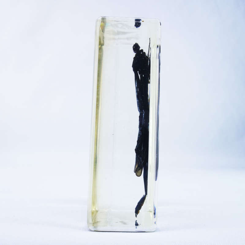 Damselfly in Lucite Paperweight!!! 90mm