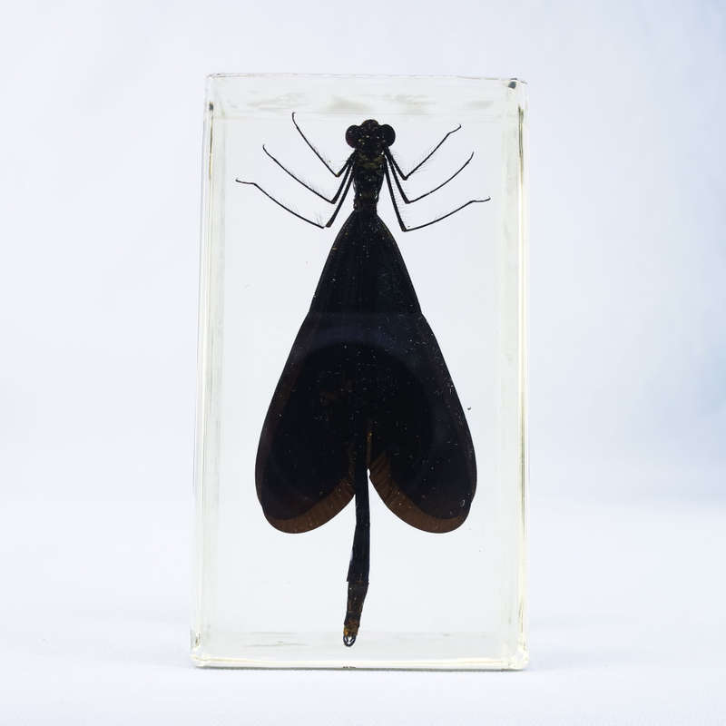 Damselfly in Lucite Paperweight!!! 90mm
