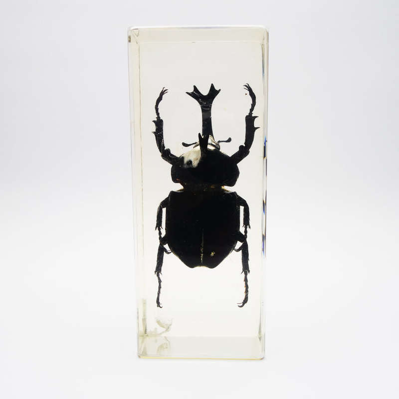 Original Large Asian Rhinoceros Beetle In Lucite Paperweight!!!