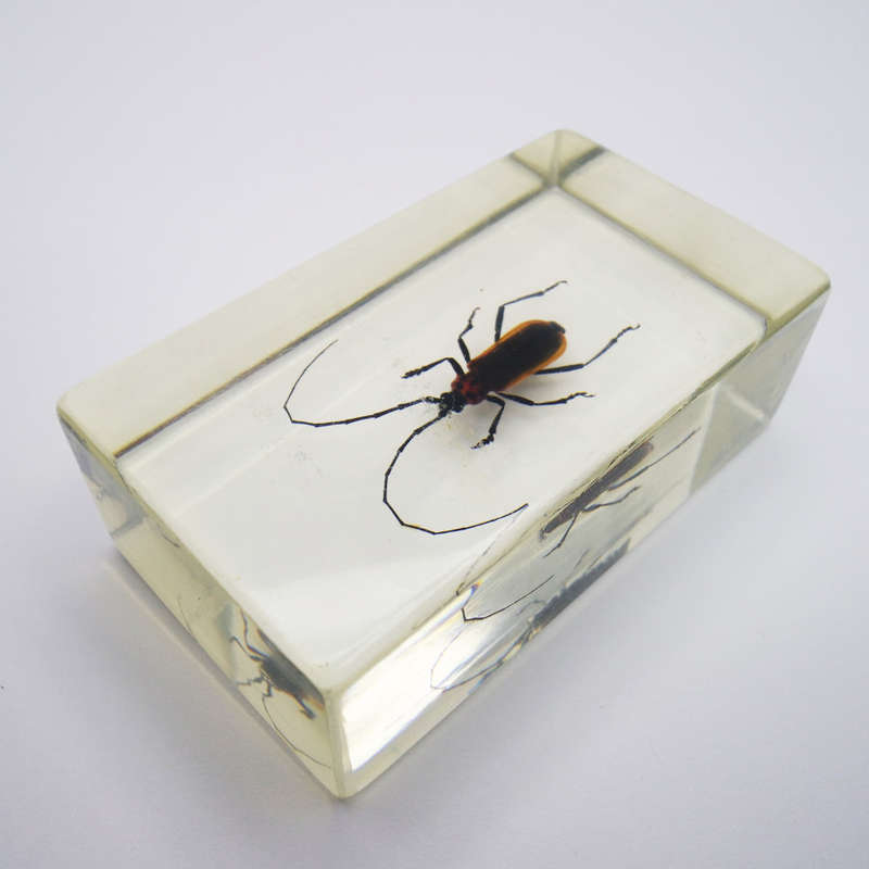 Original Madagascar Long Horned Beetle In Lucite Paperweight!!!