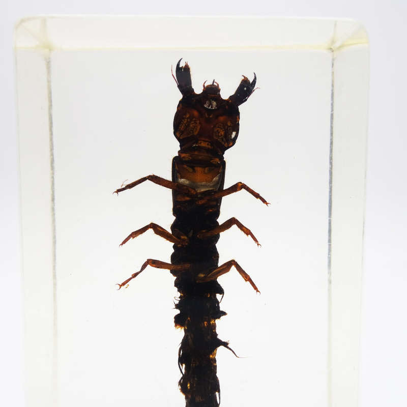Original Asian Dragon Fly Larvae In Lucite Paperweight!!!