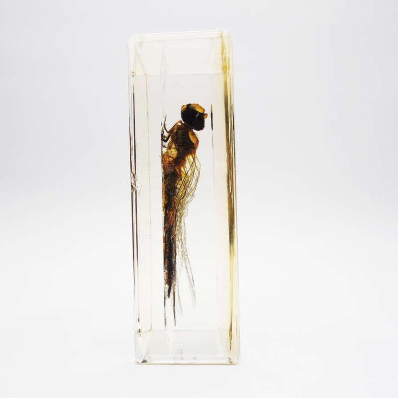 Original Worldwide Dragonfly In Lucite Paperweight!!!