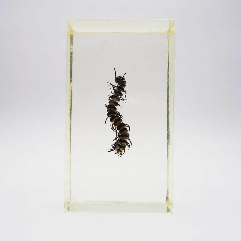 Original Canadian Tiger Millipede In Lucite Paperweight!!!