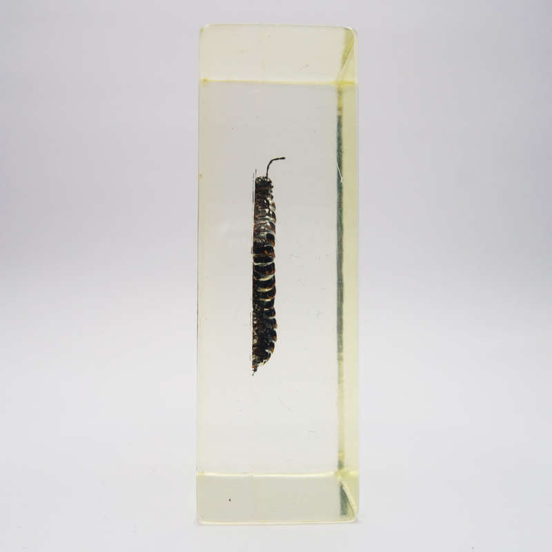 Original Canadian Tiger Millipede In Lucite Paperweight!!!
