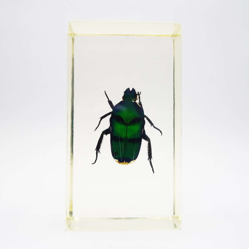 Original New Guinea Flower Chafer In Lucite Paperweight!!!