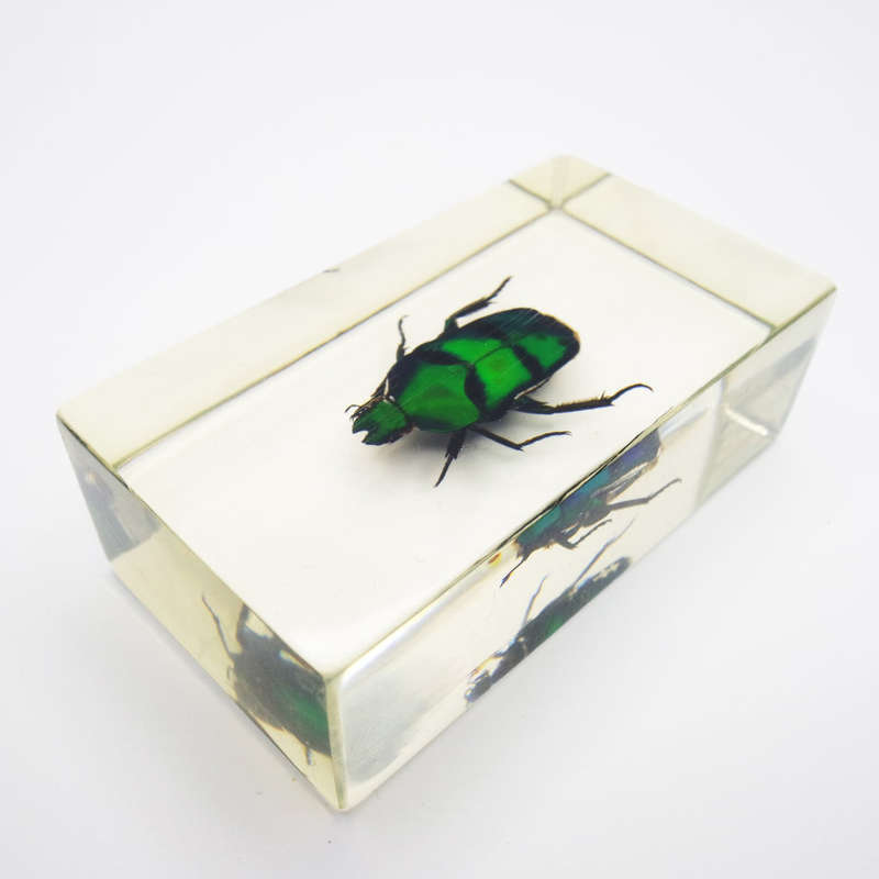 Original New Guinea Flower Chafer In Lucite Paperweight!!!