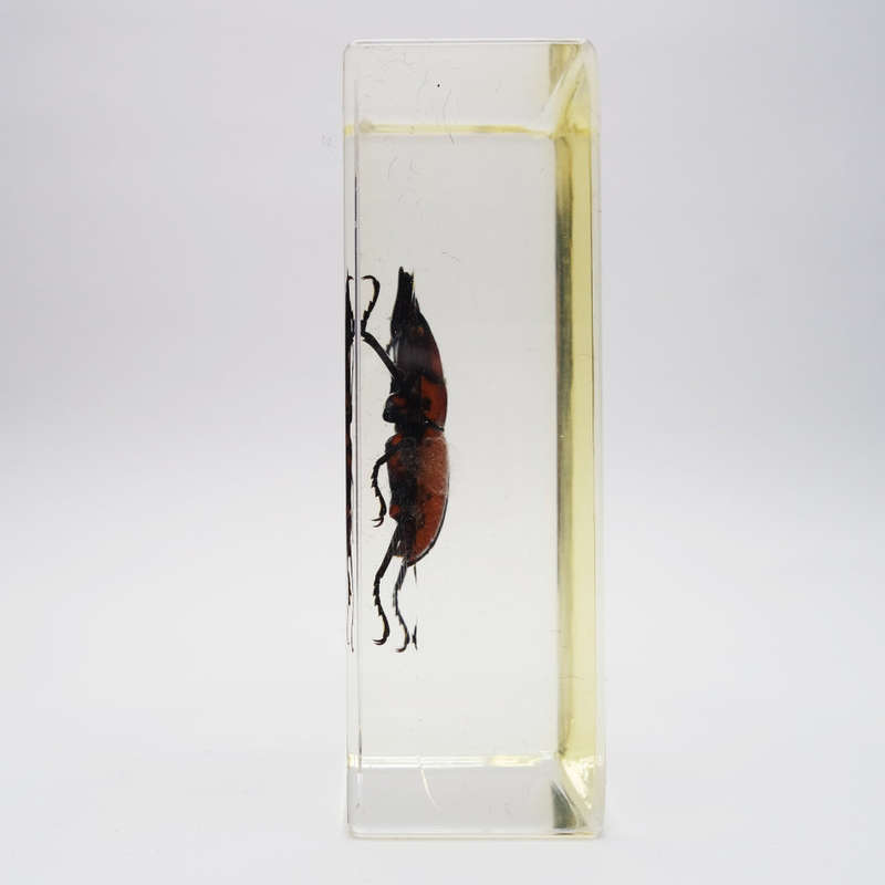 Original Golden Asian Stag Beetle In Lucite Paperweight!!!