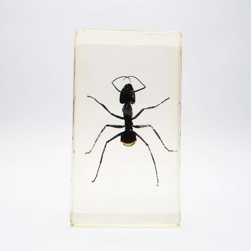 Original Asian Giant Forest Ant In Lucite Paperweight!!!