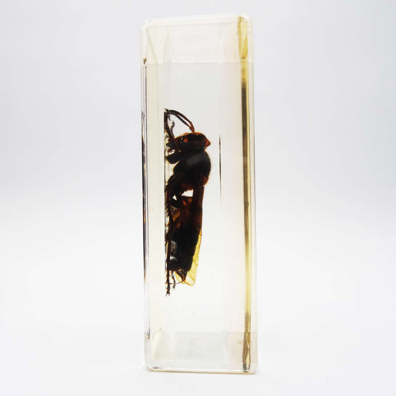 Original Giant Asian Wasp In Lucite Paperweight!!!