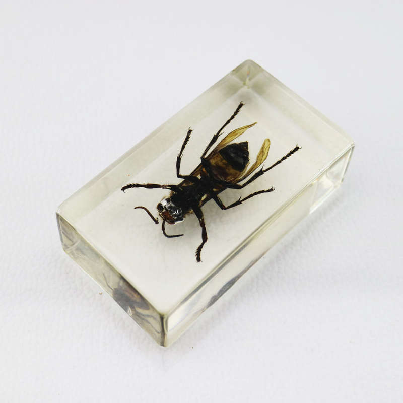 Giant Forest Bumble Bee In Lucite Paperweight!!!
