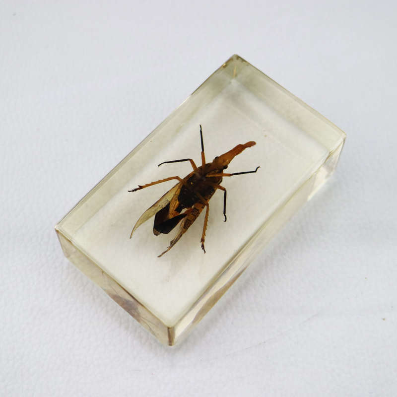 Chinese Lantern Bug In Lucite Paperweight!!!