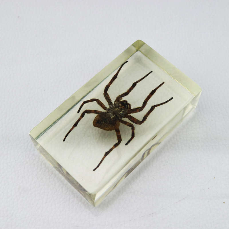 American Devil Spider In Lucite Paperweight!!!