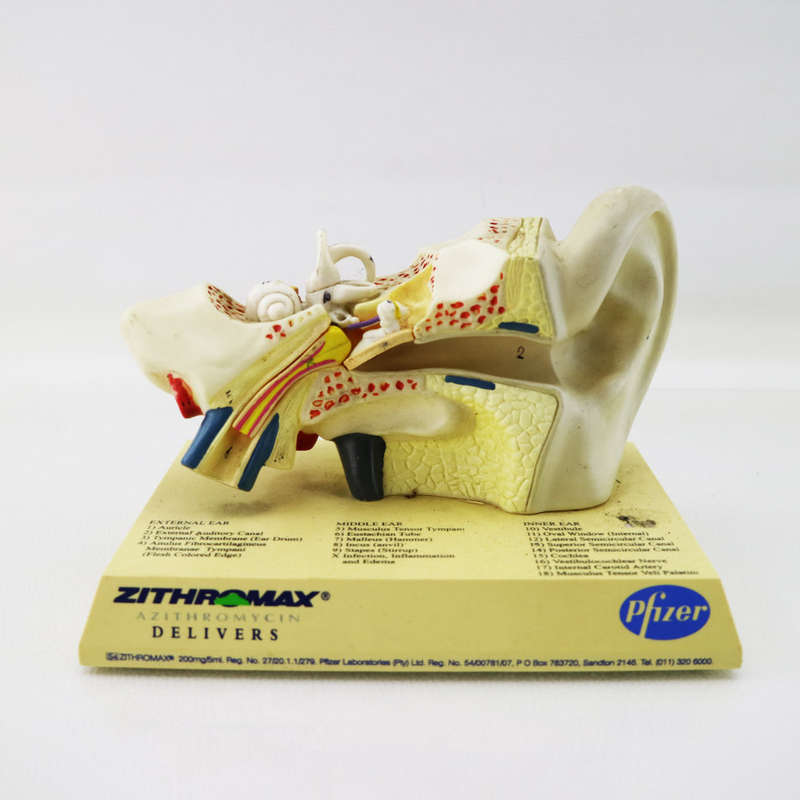 Original Detailed Pfizer Ear Model!!!
