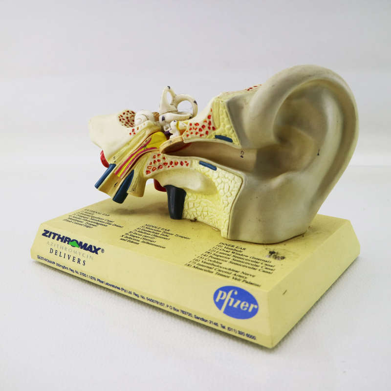 Original Detailed Pfizer Ear Model!!!
