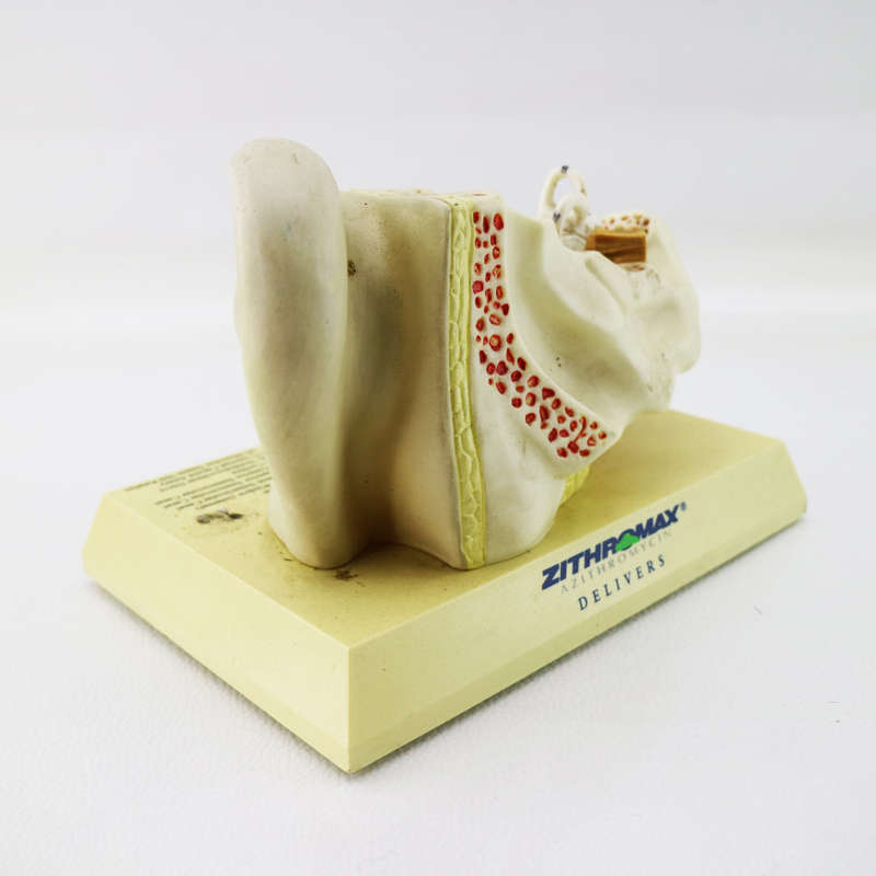Original Detailed Pfizer Ear Model!!!