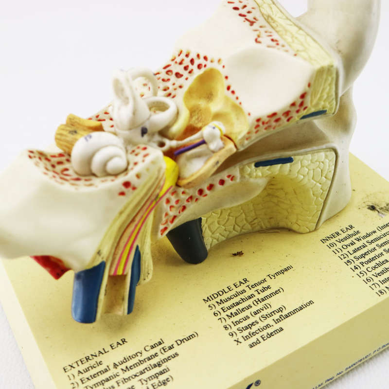 Original Detailed Pfizer Ear Model!!!