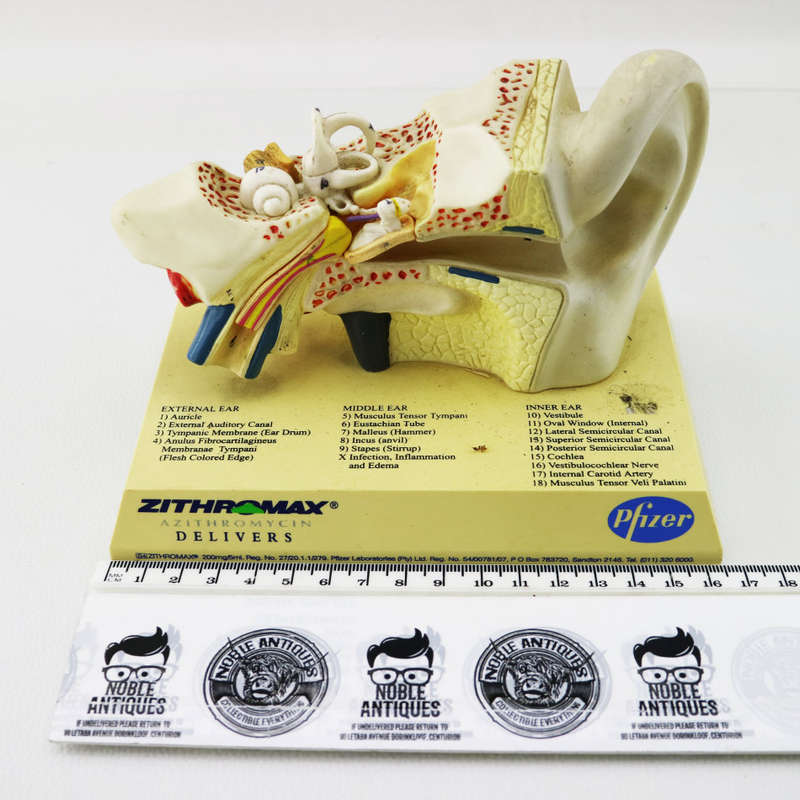 Original Detailed Pfizer Ear Model!!!