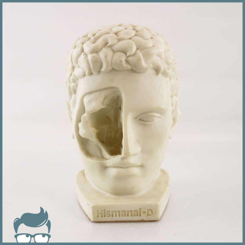 Original Cast Resin and Marble Dust Human Head Cutaway!!!