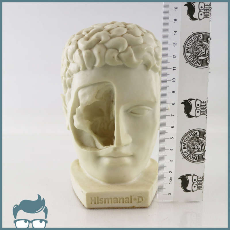 Original Cast Resin and Marble Dust Human Head Cutaway!!!