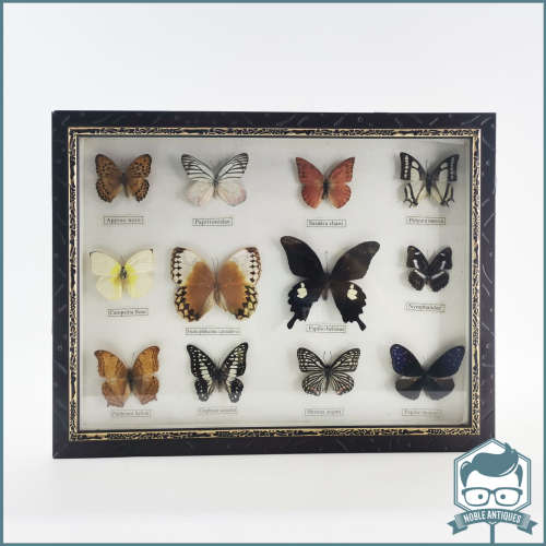 Large Framed Mounted Butterfly Collection!!!