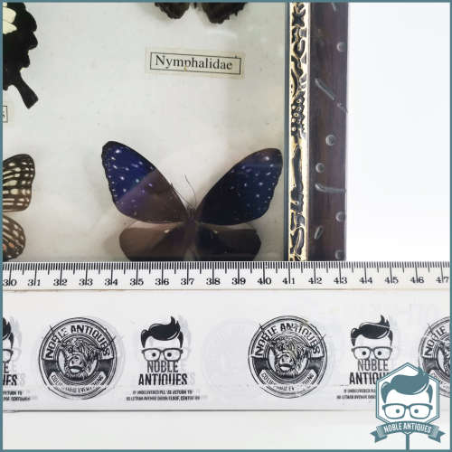Large Framed Mounted Butterfly Collection!!!