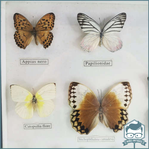 Large Framed Mounted Butterfly Collection!!!